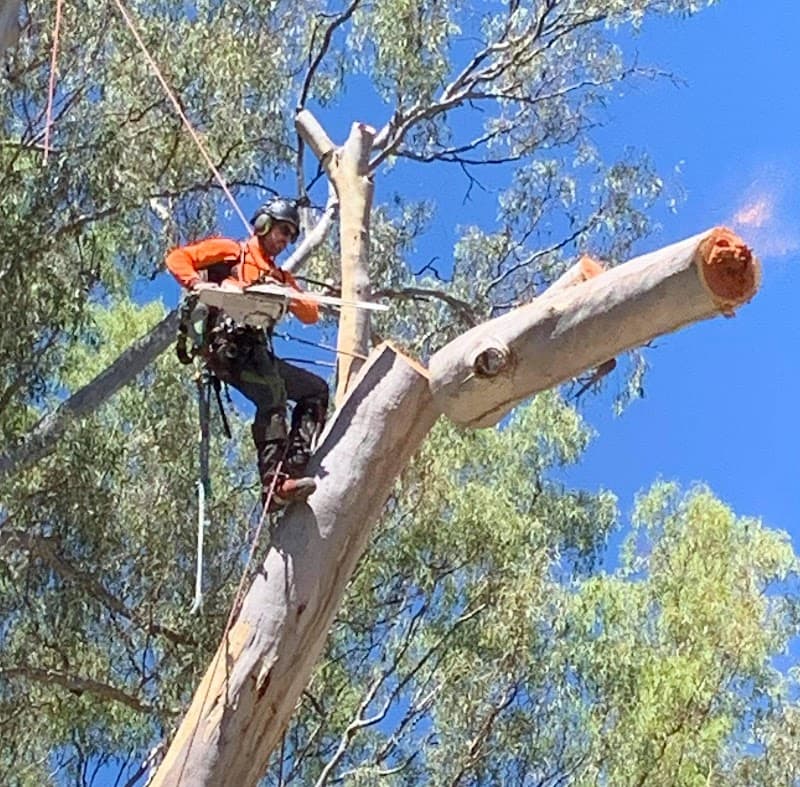 Local Tree Care tree services work in Baranduda