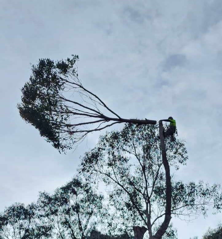 Local Tree Care tree services work in Baranduda