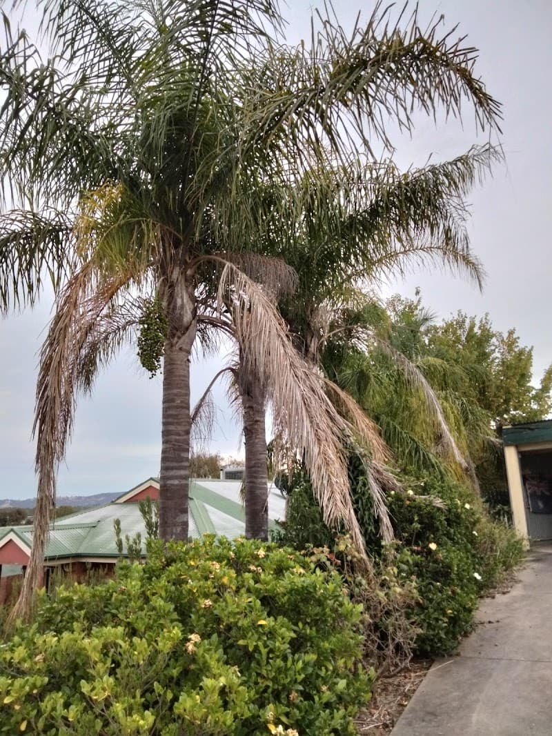 Local Tree Care tree services work in Baranduda