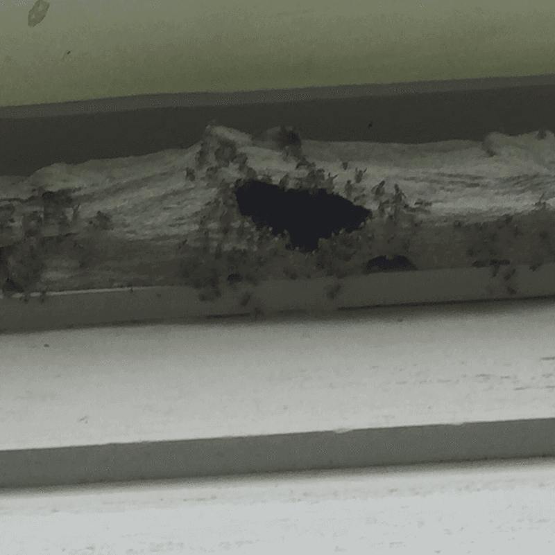 Logan Pest Control pest control work in Berrinba