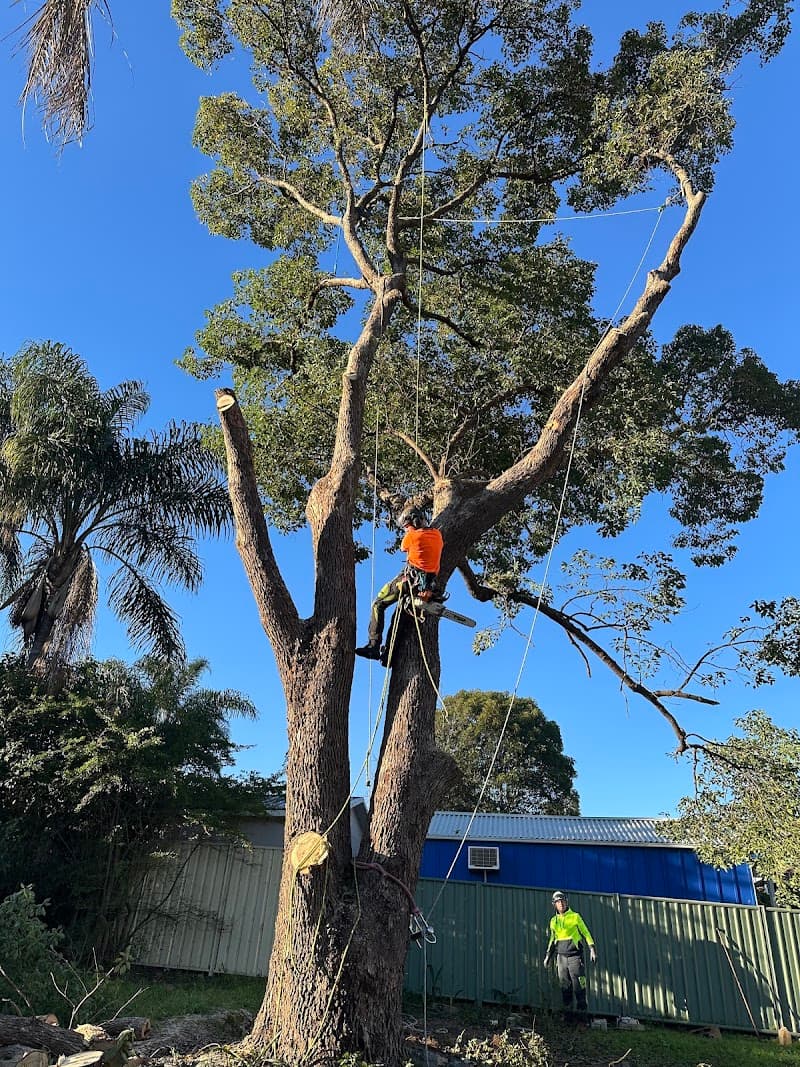 Lord of the trees NSW tree services work in Waverley