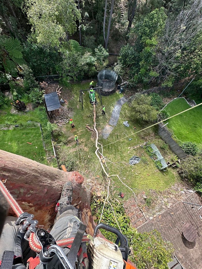 Lord of the trees NSW tree services work in Waverley