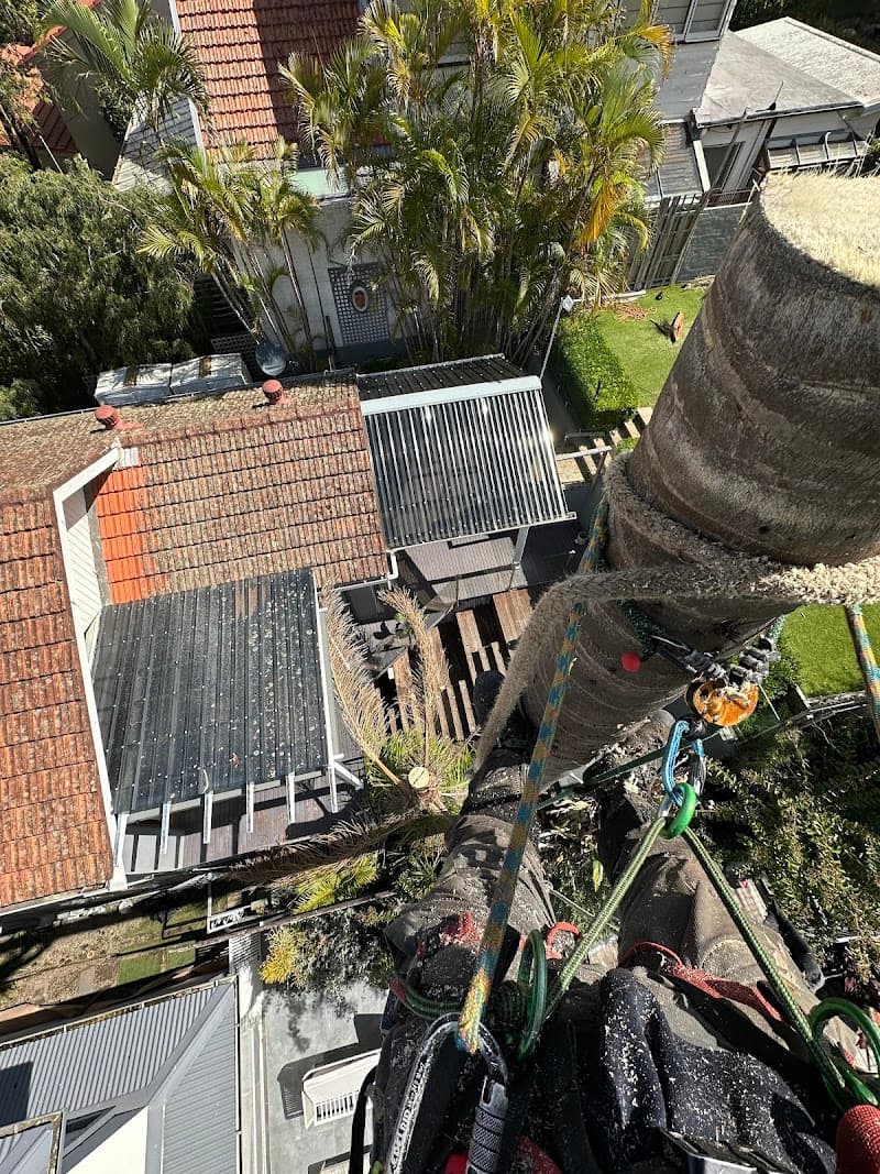 Lord of the trees NSW tree services work in Waverley