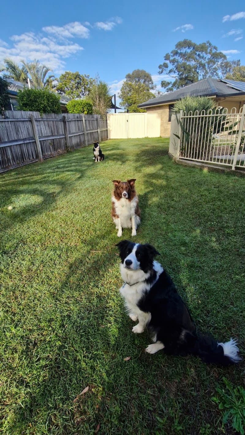Luke's pet sitting Brisbane Northside pet sitting & house sitting work in Morayfield