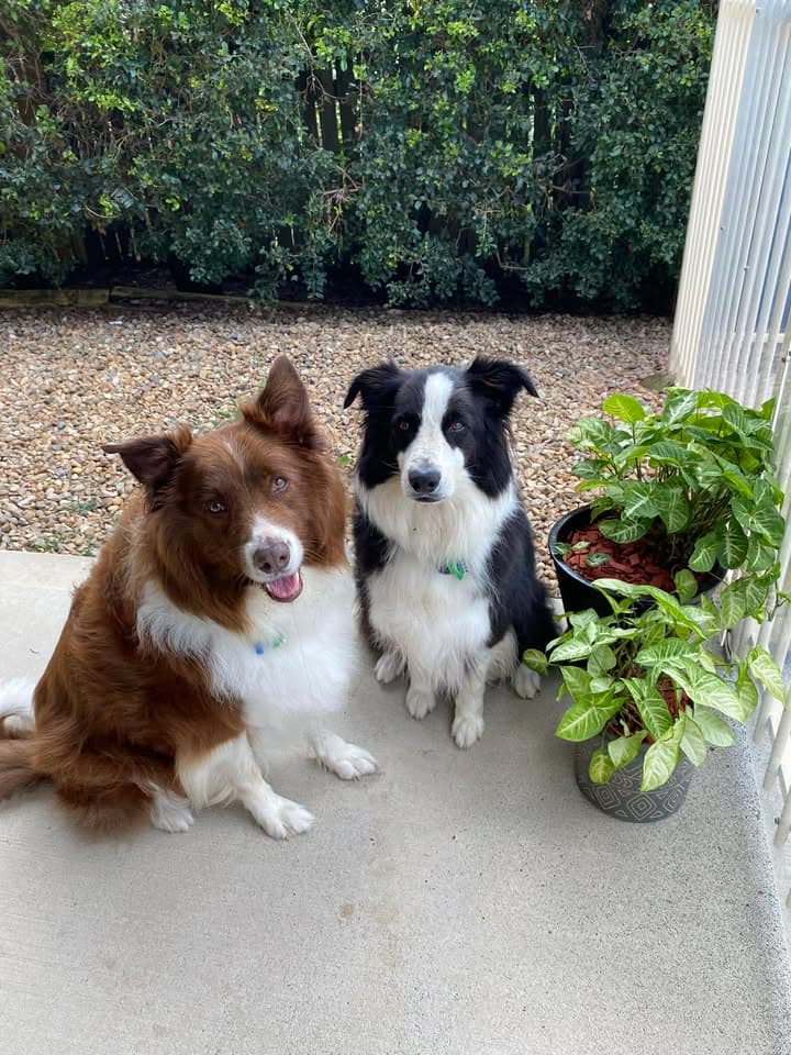Luke's pet sitting Brisbane Northside pet sitting & house sitting work in Morayfield