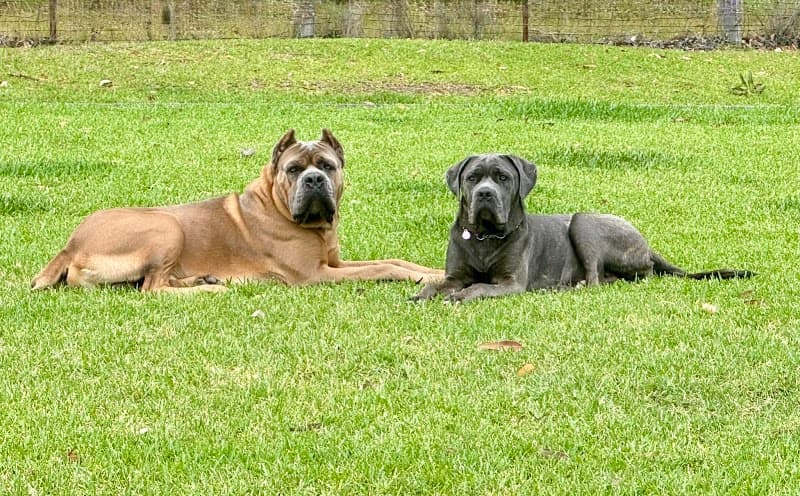 Luke's pet sitting Brisbane Northside pet sitting & house sitting work in Morayfield