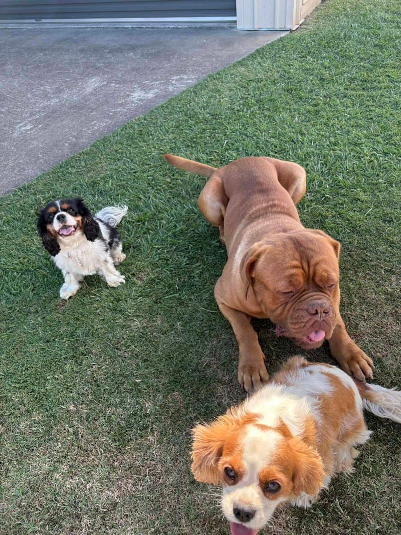 Luke's pet sitting Brisbane Northside pet sitting & house sitting work in Morayfield