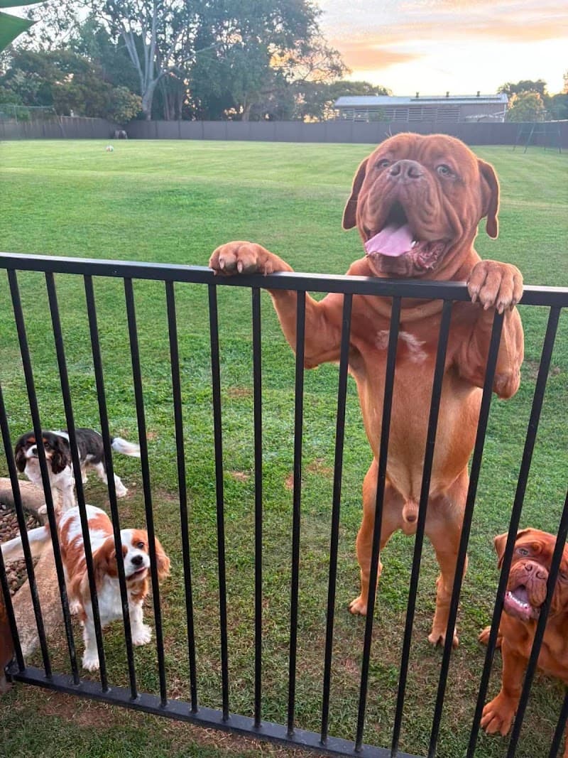 Luke's pet sitting Brisbane Northside pet sitting & house sitting work in Morayfield