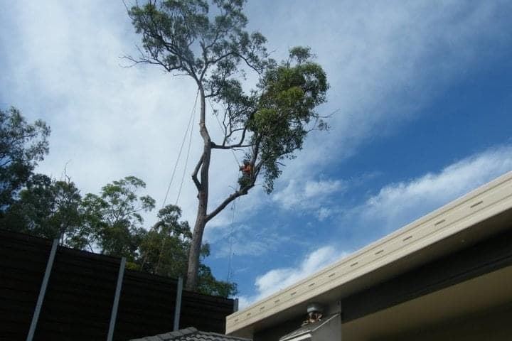 Lumberjack QLD Pty Ltd tree services work in Caboolture
