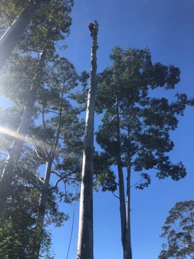 Lumberjack QLD Pty Ltd tree services work in Caboolture