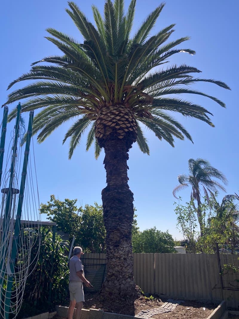 Lumberjacks WA tree services work in Malaga