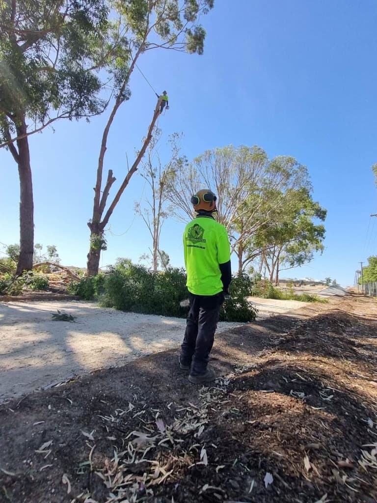 Lumberjacks WA tree services work in Malaga
