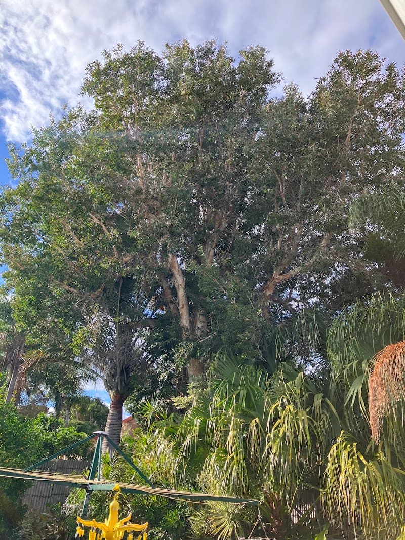 Lumberjacks WA tree services work in Malaga
