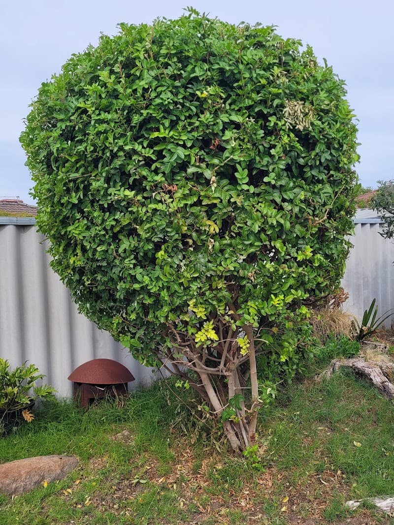 Luscious Lawns and Gardens landscaping work in Waikiki