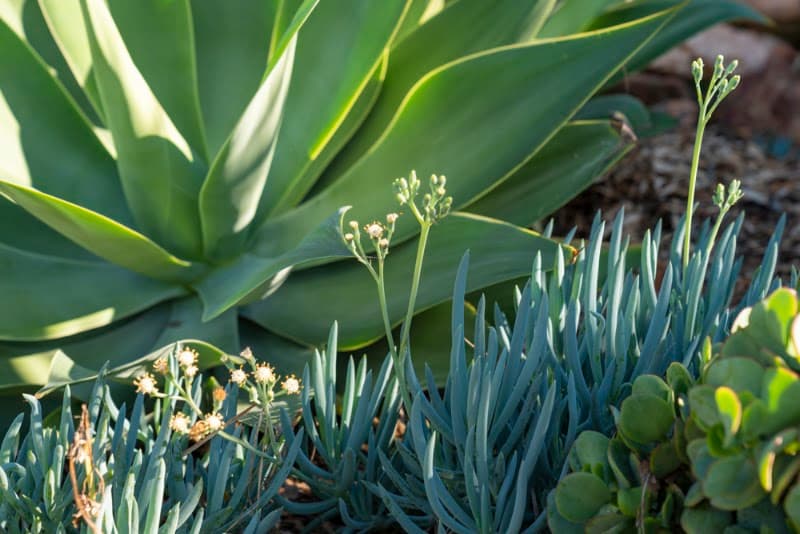 Lushgrow Turf & Horticultural Services gardening work in Cooks Hill