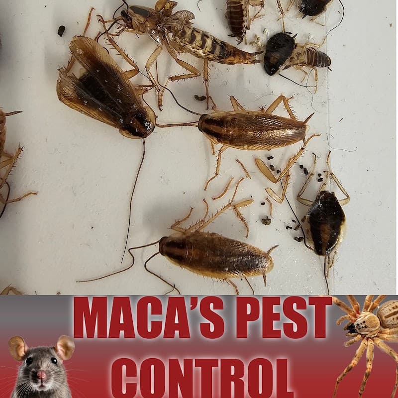 Maca's Pest Control pest control work in Garbutt