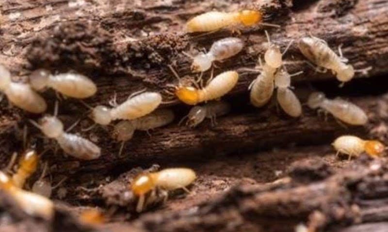 Maca's Pest Control pest control work in Garbutt