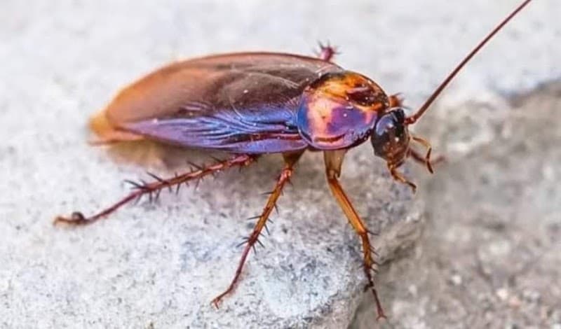 Maca's Pest Control pest control work in Garbutt