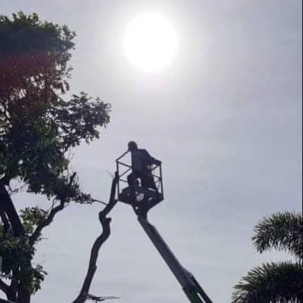 Mackay Arbor and landscaping gardening work in South Mackay