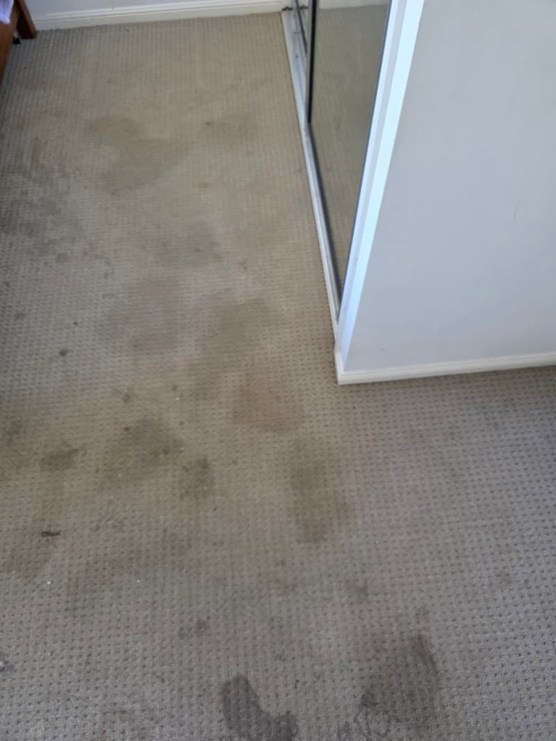 Magic Carpet Cleaning & Restoration Townsville carpet cleaning work in Garbutt