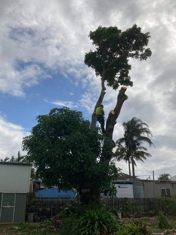 M&S tree services vegetation management tree services work in Maryborough