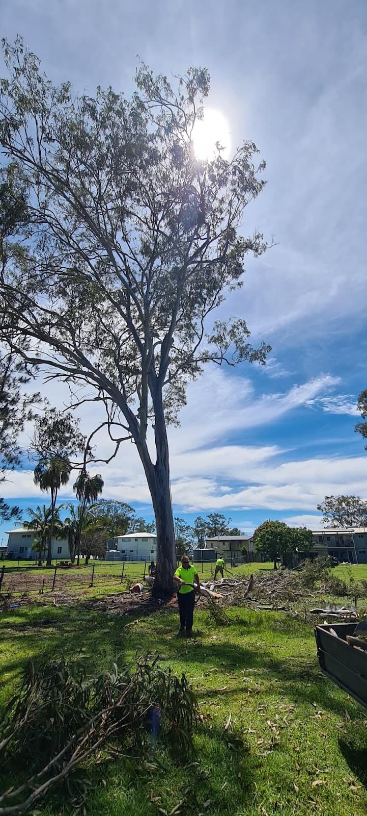 M&S tree services vegetation management tree services work in Maryborough