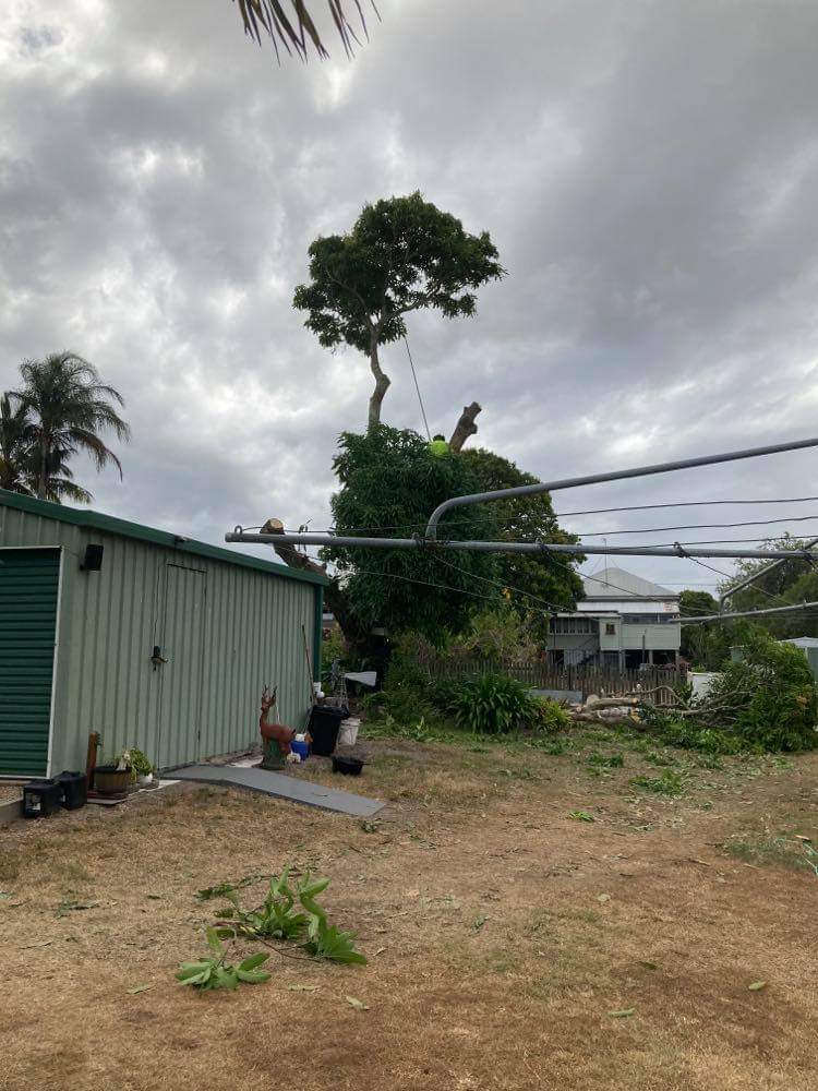 M&S tree services vegetation management tree services work in Maryborough