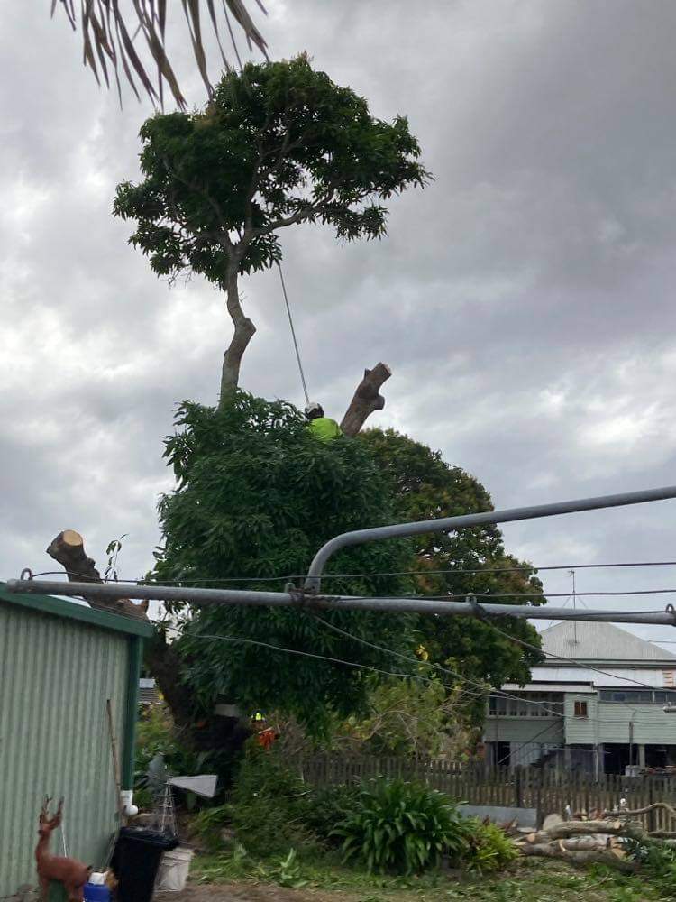 M&S tree services vegetation management tree services work in Maryborough