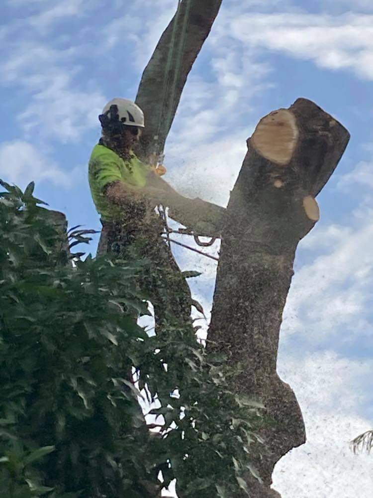 M&S tree services vegetation management tree services work in Maryborough