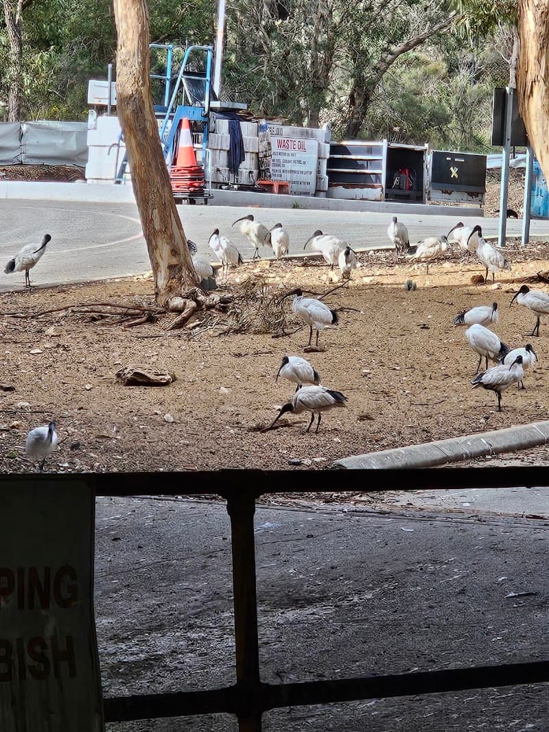 Mandurah Waste Management Centre rubbish removal work in Parklands