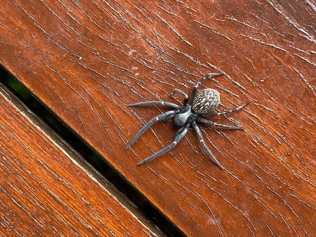 MASH Pest Solutions pest control work in Shelly Beach