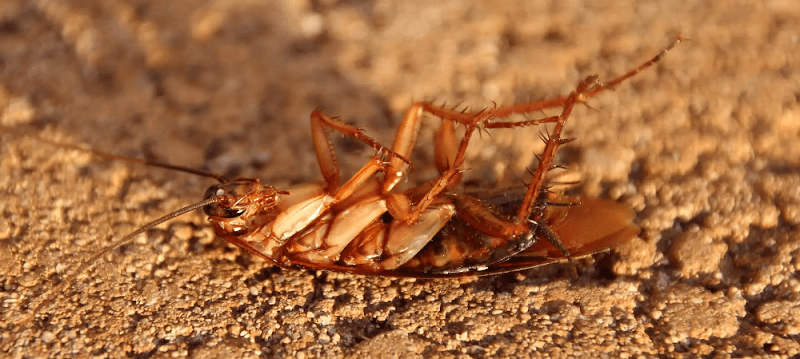 Master Kill Pest Control Warners Bay pest control work in Warners Bay