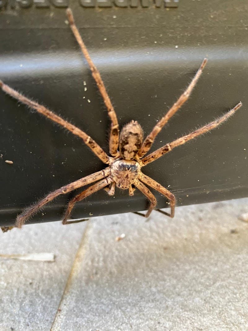 Masters Pest Control Central Coast pest control work in Umina Beach