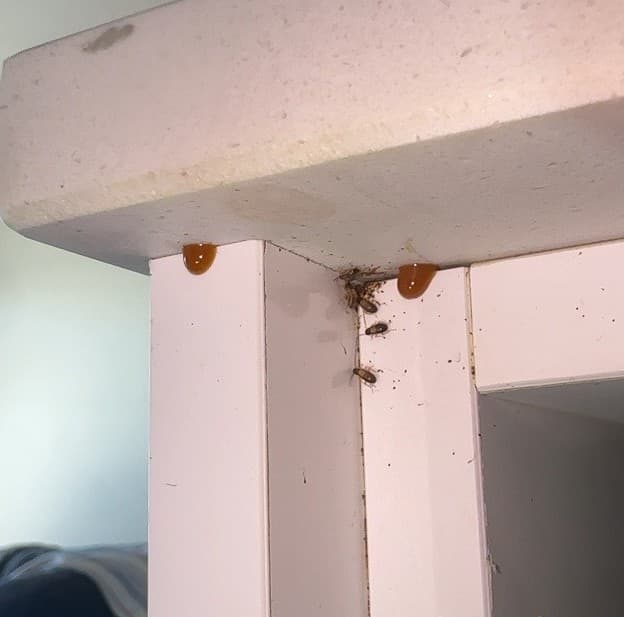 Masters Pest Control Sydney pest control work in Oatlands