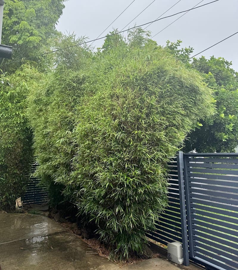 McDaid Property Maintenance lawn care work in Newport