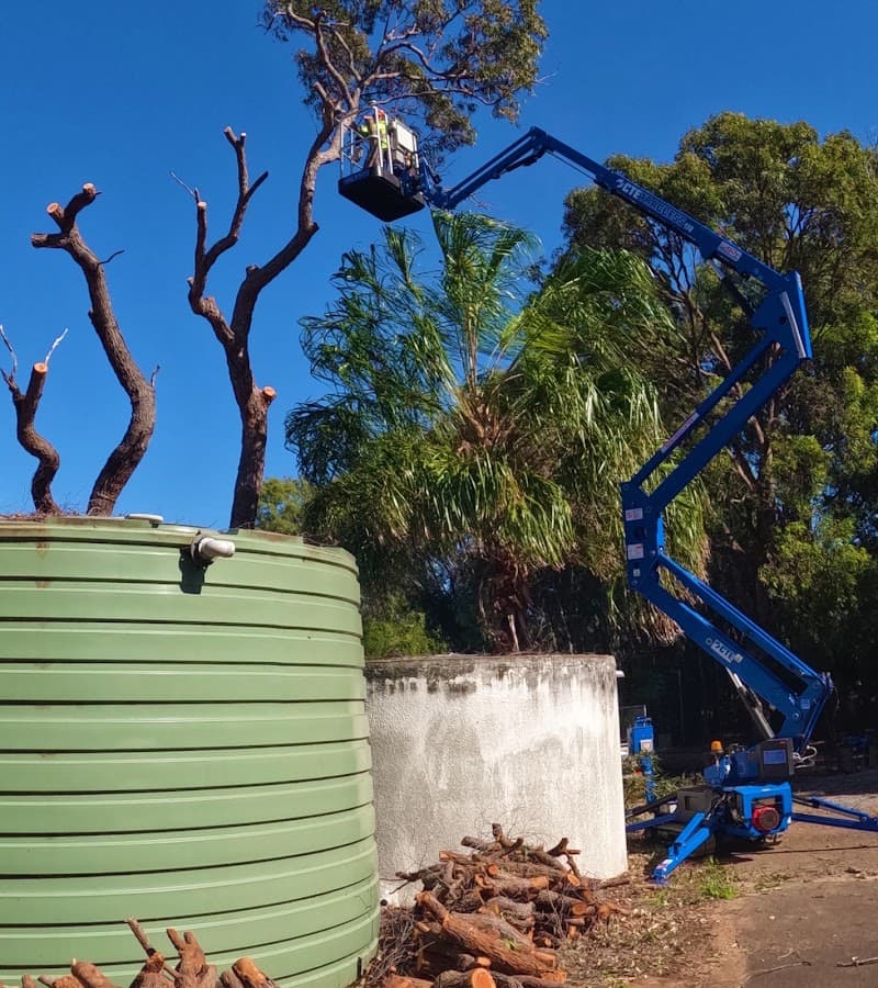 MD Trading Tree Care & Removal tree services work in Bundaberg Central