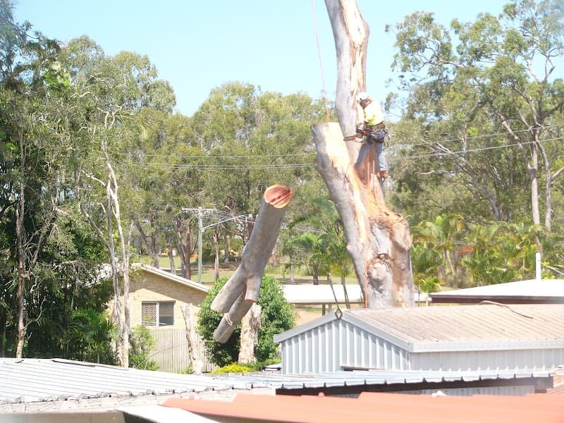 MD Trading Tree Care & Removal tree services work in Bundaberg Central