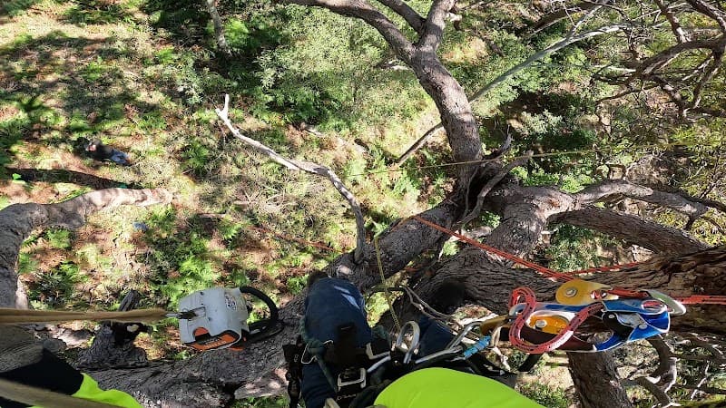 MD Trading Tree Care & Removal tree services work in Bundaberg Central