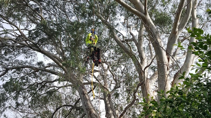 MD Tree Work tree services work in Abbotsford