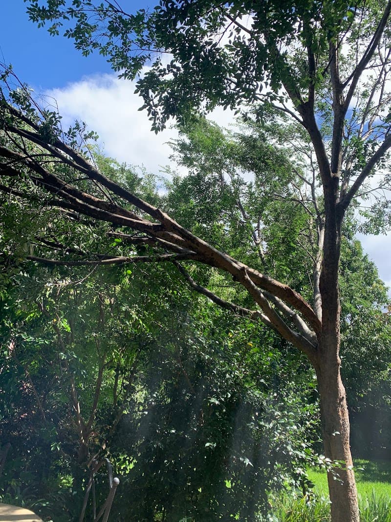 MD Tree Work tree services work in Abbotsford
