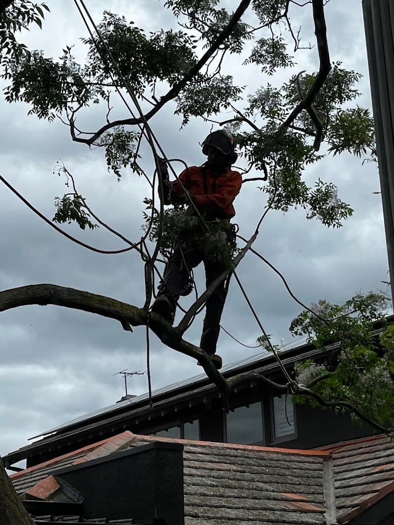 MD Tree Work tree services work in Abbotsford