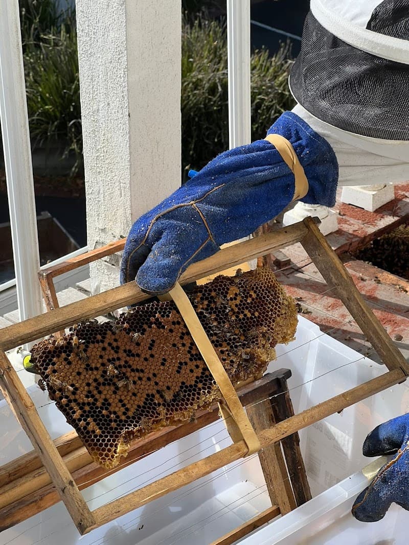 Melbourne 24x7 Pest Control pest control work in Springvale