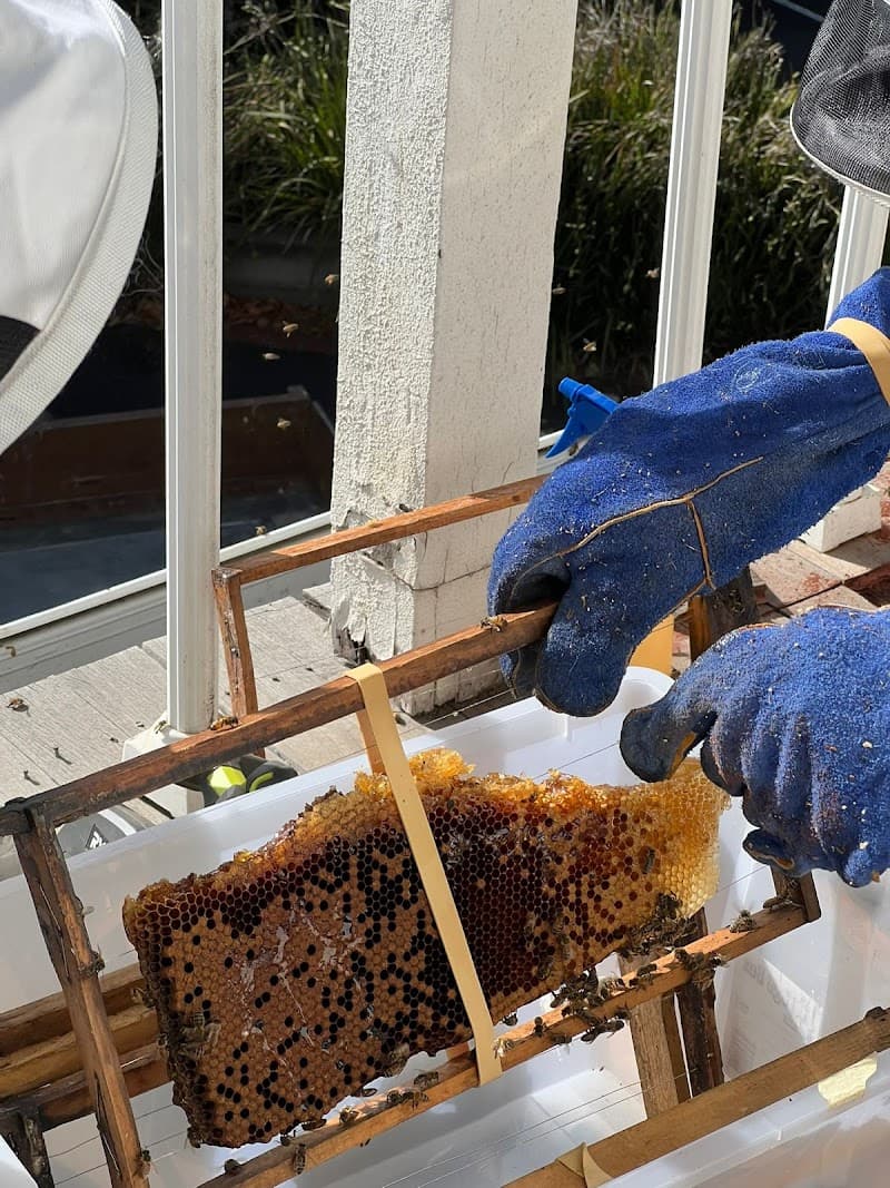 Melbourne 24x7 Pest Control pest control work in Springvale