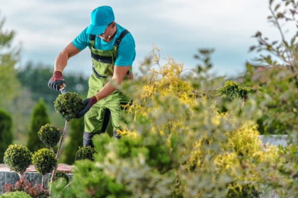 Melbourne Landscape Gardening gardening work in South Yarra