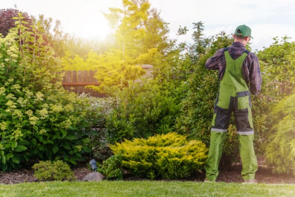 Melbourne Landscape Gardening gardening work in South Yarra