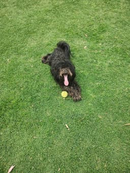 MELBOURNE LAWN MOWING & Gardening Services