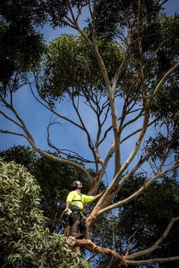 Melbourne Tree Specialists Pty. Ltd.
