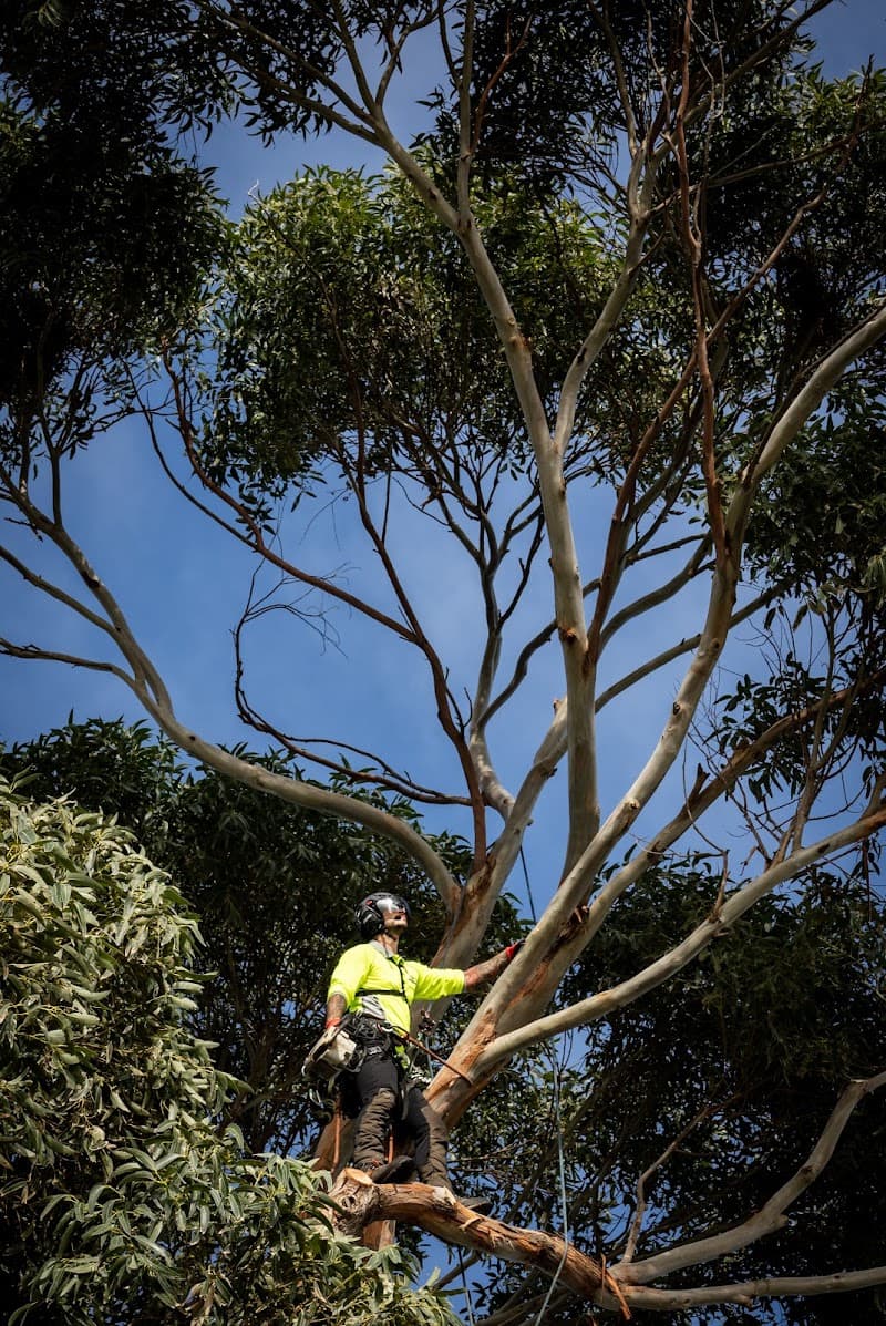 Melbourne Tree Specialists Pty. Ltd. tree services work in Narre Warren