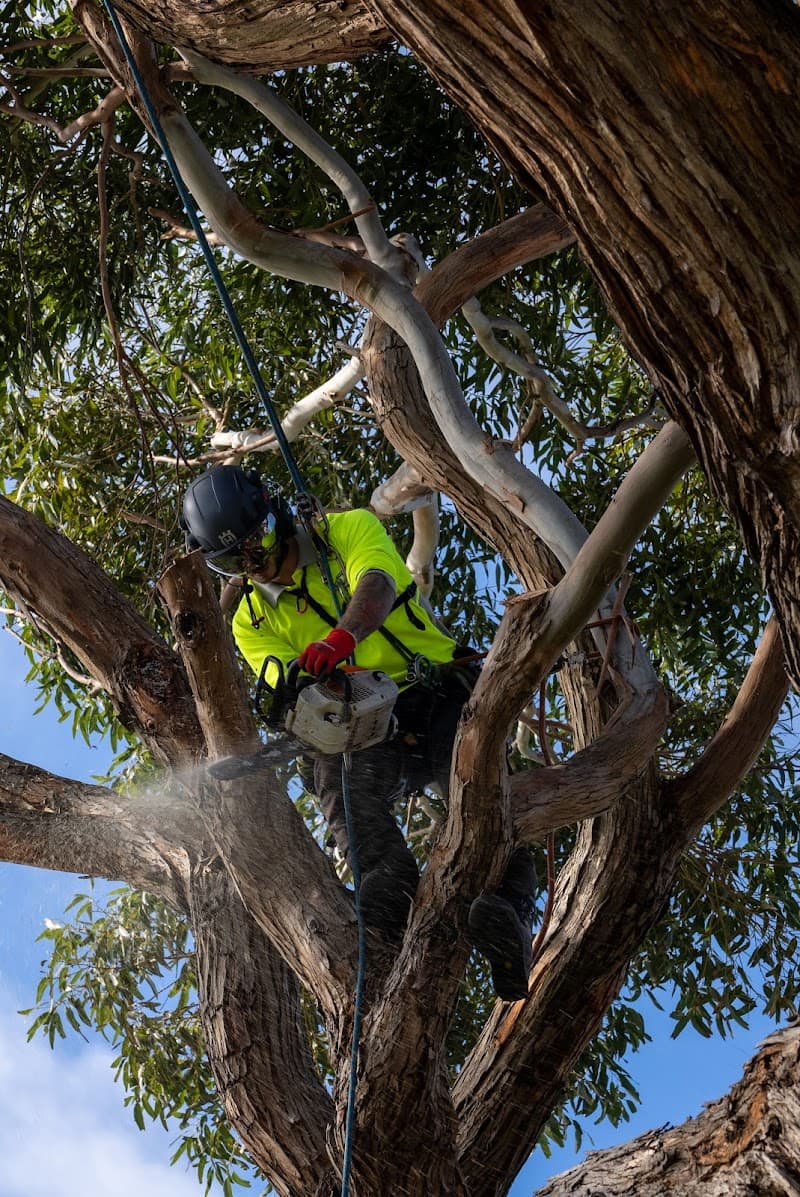 Melbourne Tree Specialists Pty. Ltd. tree services work in Narre Warren