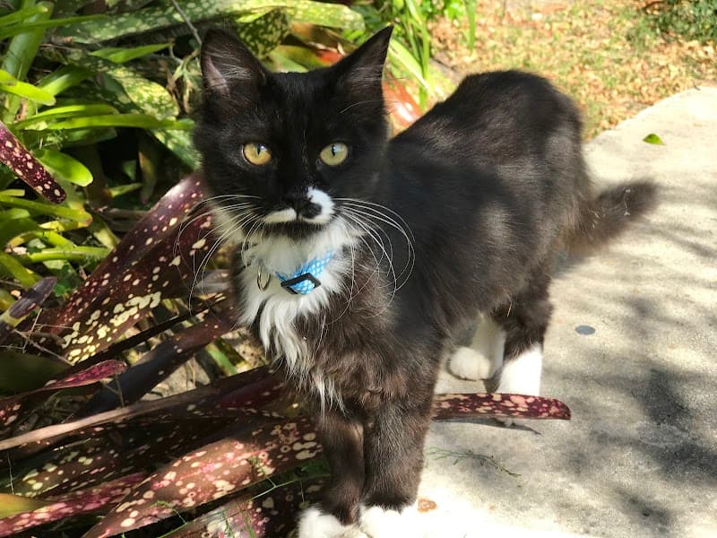 Meow Mates pet sitting & house sitting work in Stafford